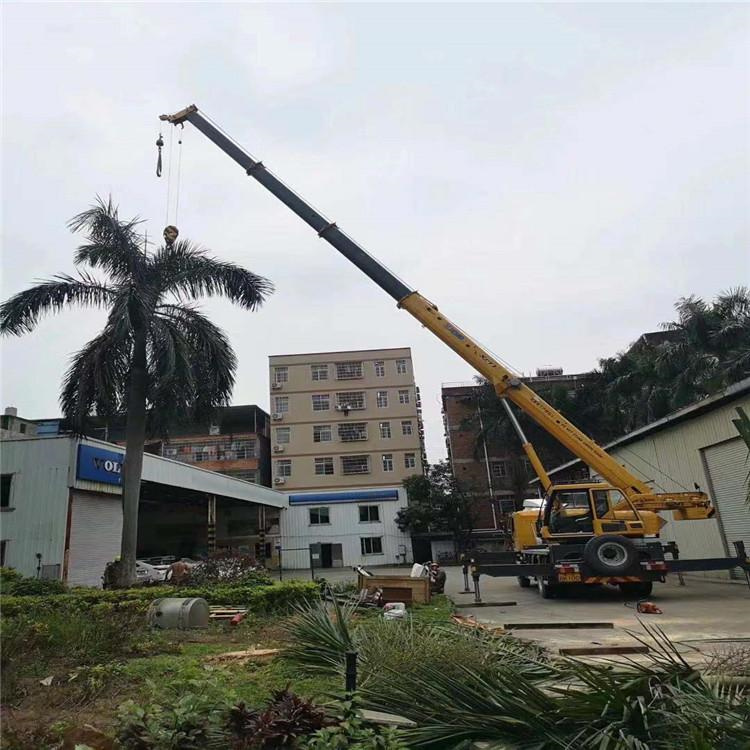 龙圩吊车吊大树几种方法